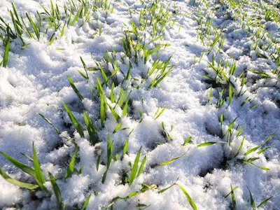 За яких морозів гинуть озимі культури: пояснення експерта
