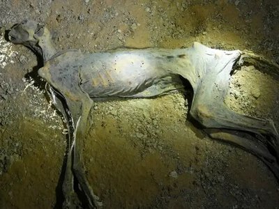 В Аравійській пустелі знайшли сім рідкісних мумій гепардів