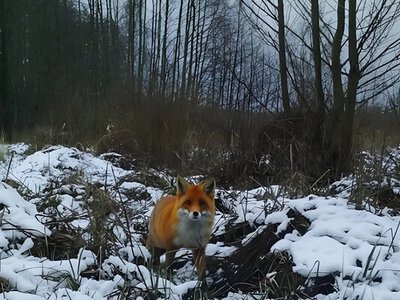 В Україні стрімко зросла чисельність лисиць: експерти говорять про загрозу (ВІДЕО)