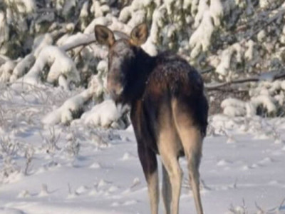 Дика краса поруч із Києвом: величні господарі зимового лісу Чорнобиля