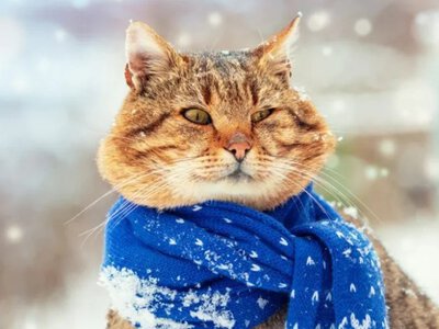 Зима бере паузу чи вдарить знову? Прогноз для українців