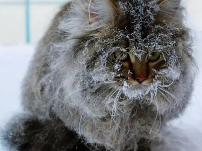 Мороз із Сибіру: якого сюрпризу чекати до кінця січня