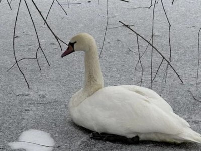 Лебідь примерз до металу: зворушливі кадри порятунку