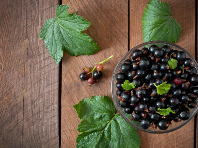 Чи безпечно обливати смородину окропом: чому у 2026 році дідівський метод може знищити врожай 