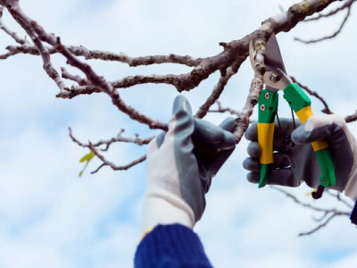 Зимова ревізія саду: повний перелік рослин, яким потрібна обрізка в січні 