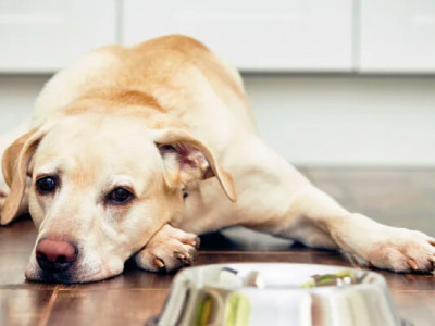 Голодний песик розсмішив Мережу, стукаючи по мисці лапкою