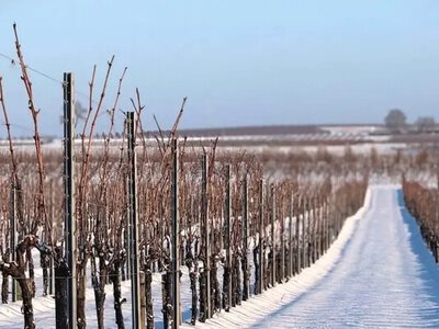 Морози після відлиги: експерт попереджає про ризики для виноградників