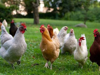 Реформа в курнику: чому нові вимоги можуть здивувати споживачів