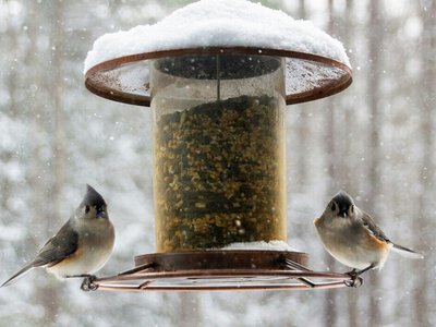 Чим можна підгодовувати птахів взимку