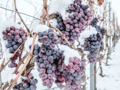 Відлига була пасткою? Що приховують наслідки раптових морозів