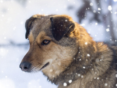 Як вберегти лапки собак від негативного впливу протиожеледної суміші — пояснює лікарка-ветеринарка