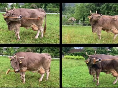 В Австрії живе надто розумна корова, яка може користуватися інструментами