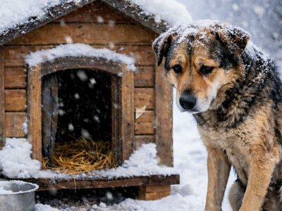 У місті на Чернігівщині майструють безкоштовні будки для нічийних собак
