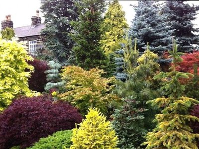 Що категорично не можна садити біля дому: помилки, які можуть обійтися дорого