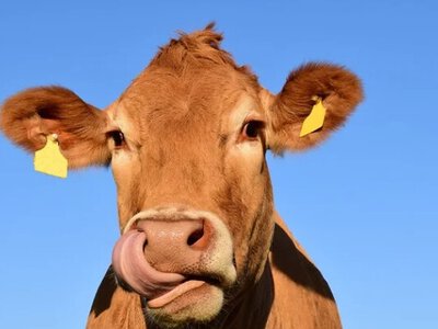 Мережі розсмішила корова, яка може відчинити будь-які двері (відео)