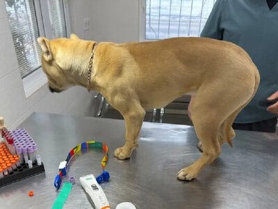 Травми внутрішніх органів та «аномальна покірність»: в Одесі обстежили собак, вилучених із родини після резонансного відео