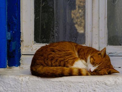 Грецький курортний острів запрошує на безкоштовне проживання – треба тільки доглядати кішок