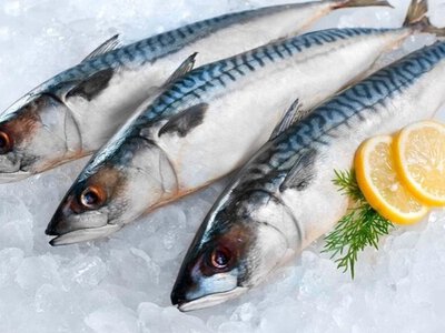 Скільки коштує свіжоморожена скумбрія?