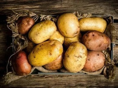 Чому картопля гниє, і як цього уникнути