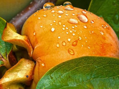 Чи потрібно чистити хурму: відповідь дієтологів, яка змінить вашу звичку 