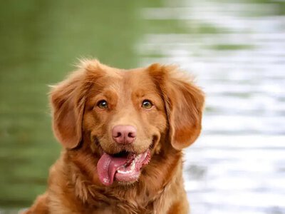 Світ без самотніх лап: як перетворити вуличних собак на домашніх улюбленців