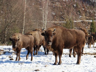 Неймовірні кадри! Як зимують зубри у вольєрі на Буковині