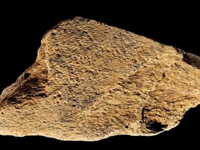 В  Англії знайшли кістяний інструмент, що змінив уявлення про неандертальців