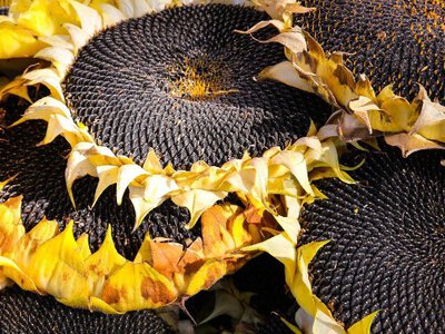 Український соняшник встановив новий сезонний рекорд цін