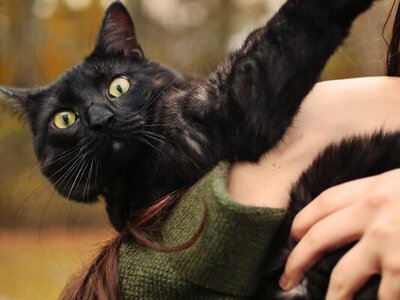 Домашніх тварин зможуть передати за заповітом: Україна оновлює Цивільний кодекс