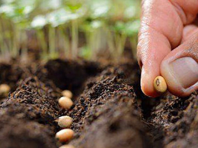 Місячний посівний календар