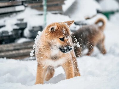 Морози до -20°: що чекає Україну на початку лютого 