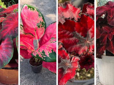 Червоний акцент у домі: п'ять ефектних кімнатних рослин із червоним листям 