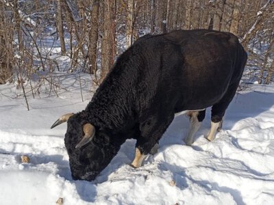 Диких биків Чорнобиля спіткала зима, лідер змінив Трампа і Сі