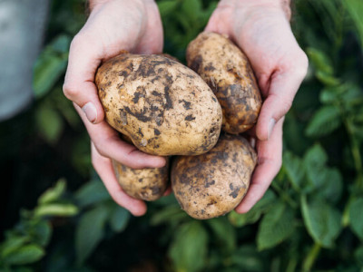 В Україні подорожчала картопля: чому зростає вартість та що буде далі