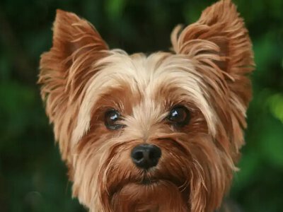 Ціна вірусного відео: як TikTok-челендж перетворив підлітка на фігуранта кримінальної справи