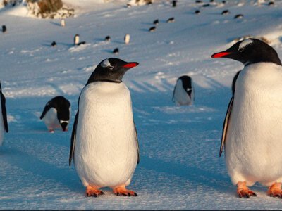 Пінгвін з Антарктиди підірвав мережу: що приховує відео з льодів