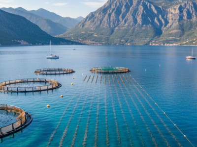 Від малька до тарілки: українська мережа ресторанів вирощуватиме власну рибу та мідії на фермі в Хорватії