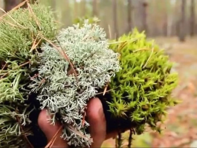 Ісландський мох знищують: Карпати можуть залишитися голими