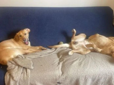 Лабрадорам вистачило лише однієї години, щоб розпорошити диван (фото)