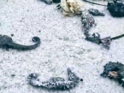 На узбережжі Одеси зафіксовано масову загибель чорноморських коників: пояснення еколога