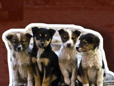 У Запоріжжі опікуватимуться безпритульними тваринами: виділено 1 млн грн (відео)