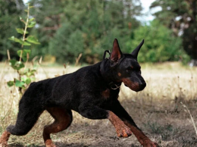 Мережі підкорив доберман, готовий ділитися з господаркою котлетами (відео)