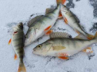 Під кригою може задихнутися риба. Як виявити проблему та врятувати рибу