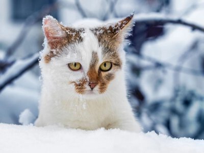 Різке погіршення погоди по всій країні: коли вдарять морози до 30 градусів