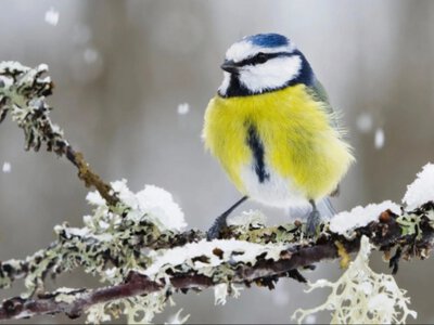 Люті морози до -27 повертаються: коли очікувати потепління