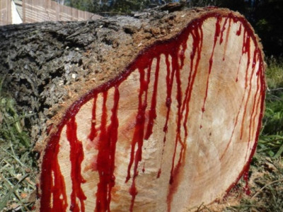 Криваве дерево: як виглядає рослина, яка кровоточить у місцях зрізу