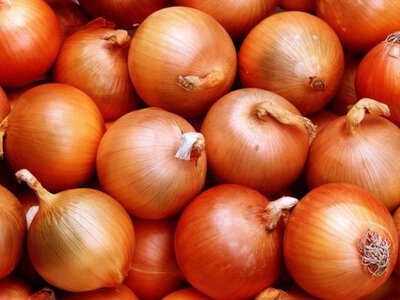 Гниє цибуля: як правильно зберігати?