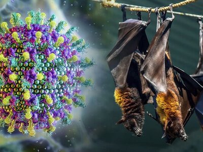 В Індії спалах вірусу Ніпах: Британія опублікувала попередження для туристів