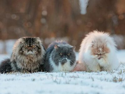 Чому 31 січня вважають особливим днем: церковне свято і несподівані дати