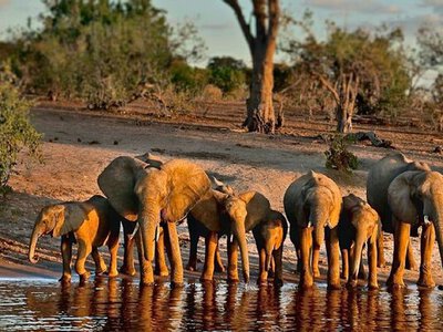 Ботсвана пригрозила відправити до Німеччини 40 тисяч слонів